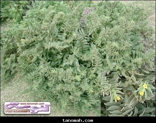 النباتات