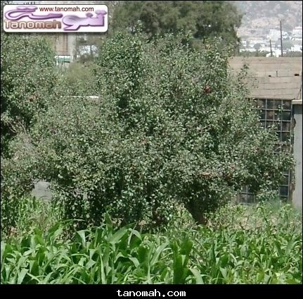 النباتات