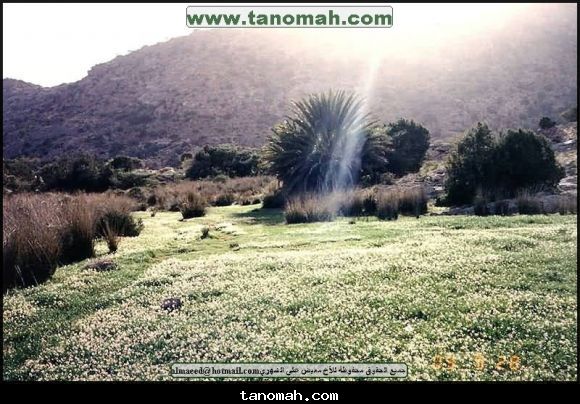 معيض