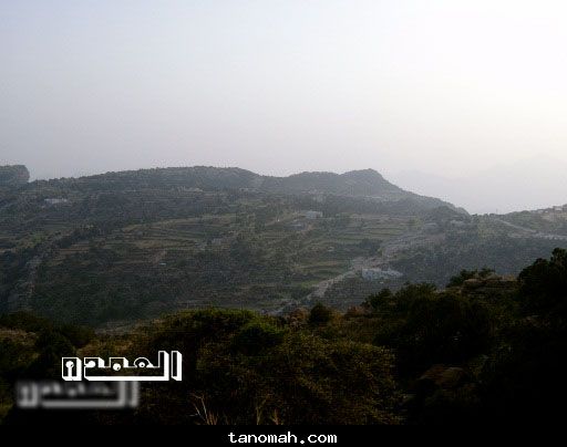 العمدة