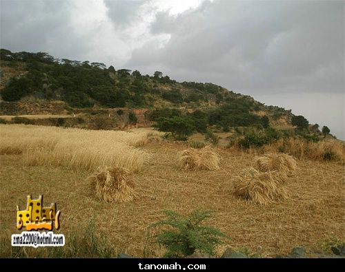العمدة