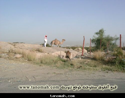 الحياة الفطرية