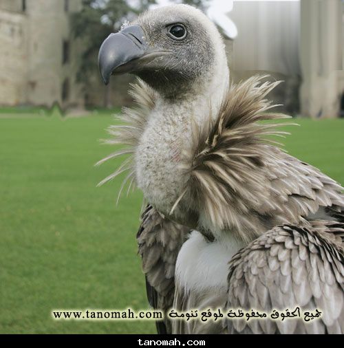 الحياة الفطرية