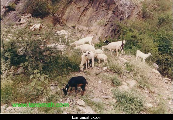 الحياة الفطرية