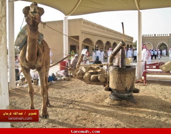 الجنادرية 1430 جمل المعصرة