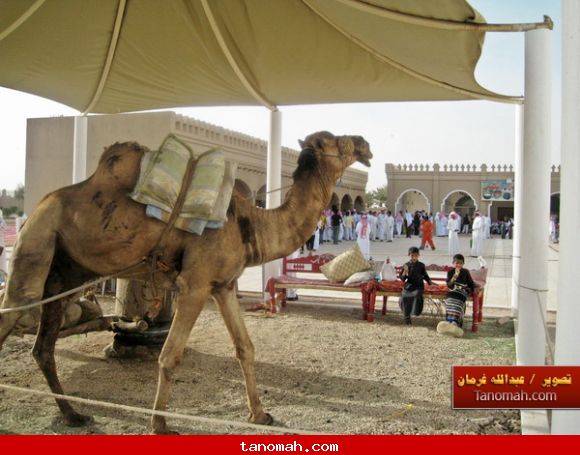 الجنادرية 1430 عصر السمسم