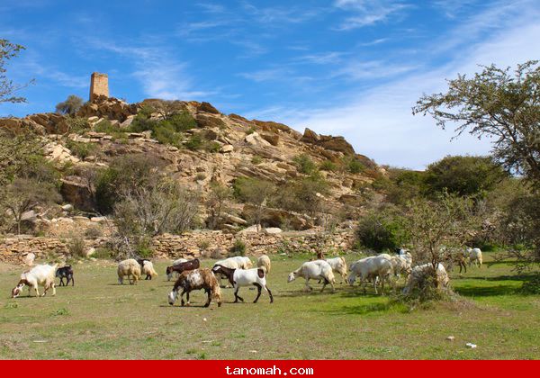 رعي الأغنام في ضواحي تنومة