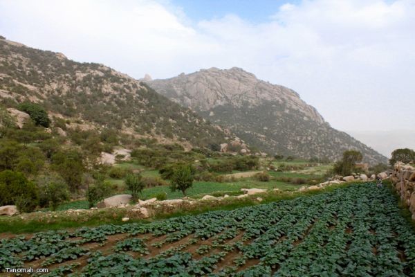 مناظر من الأربوعة - تنومة