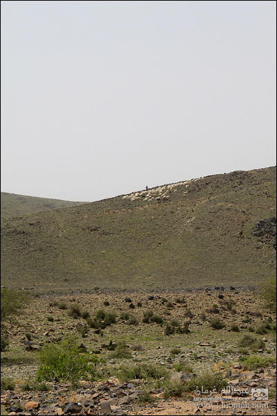 بادية بللسمر (خارف)