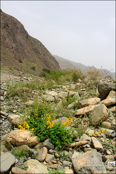 مناظر من  وادي عيا