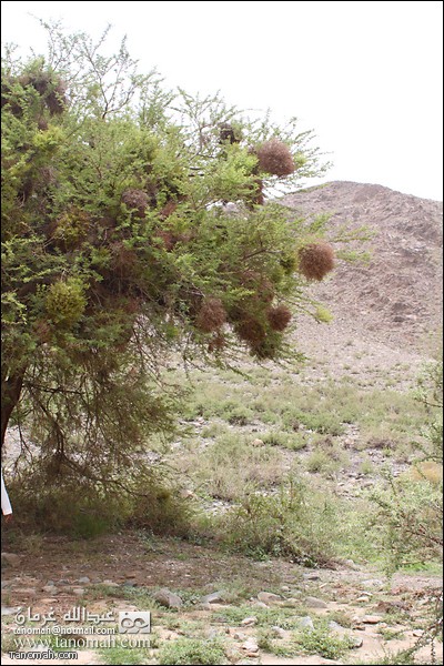 بعض النباتات في وادي عيا 