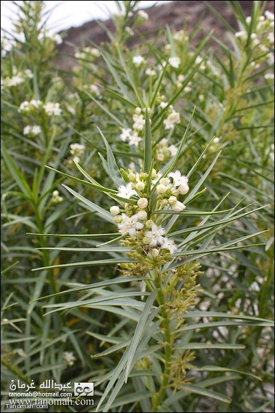 بعض النباتات في وادي عيا 