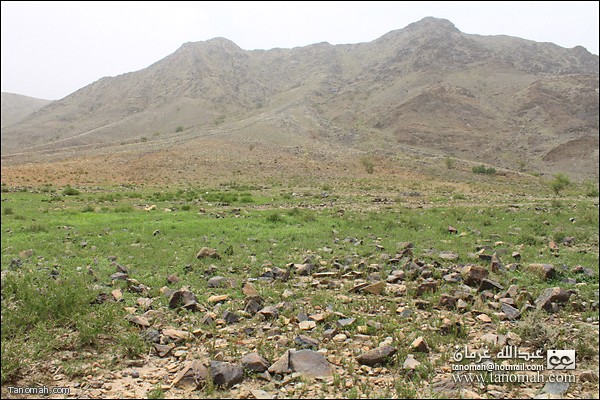 البرية تكتسي باللون الاخضر  في وادي عيا