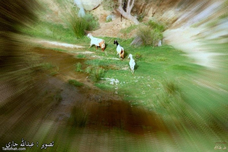 وادي شعبان يقع شرق النماص -عدسة عبدالله جاري