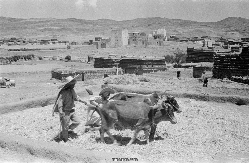 الدويس في احدى ضواحي مدينة ابها - التقطت الصورة عام 1945 للمصور  ولفرد ثيسقر - المصدر متحف اكسفرد 