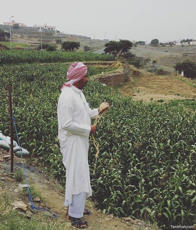 حماية محصول الذرة بـ "المريمه" الصورة من بللحمر