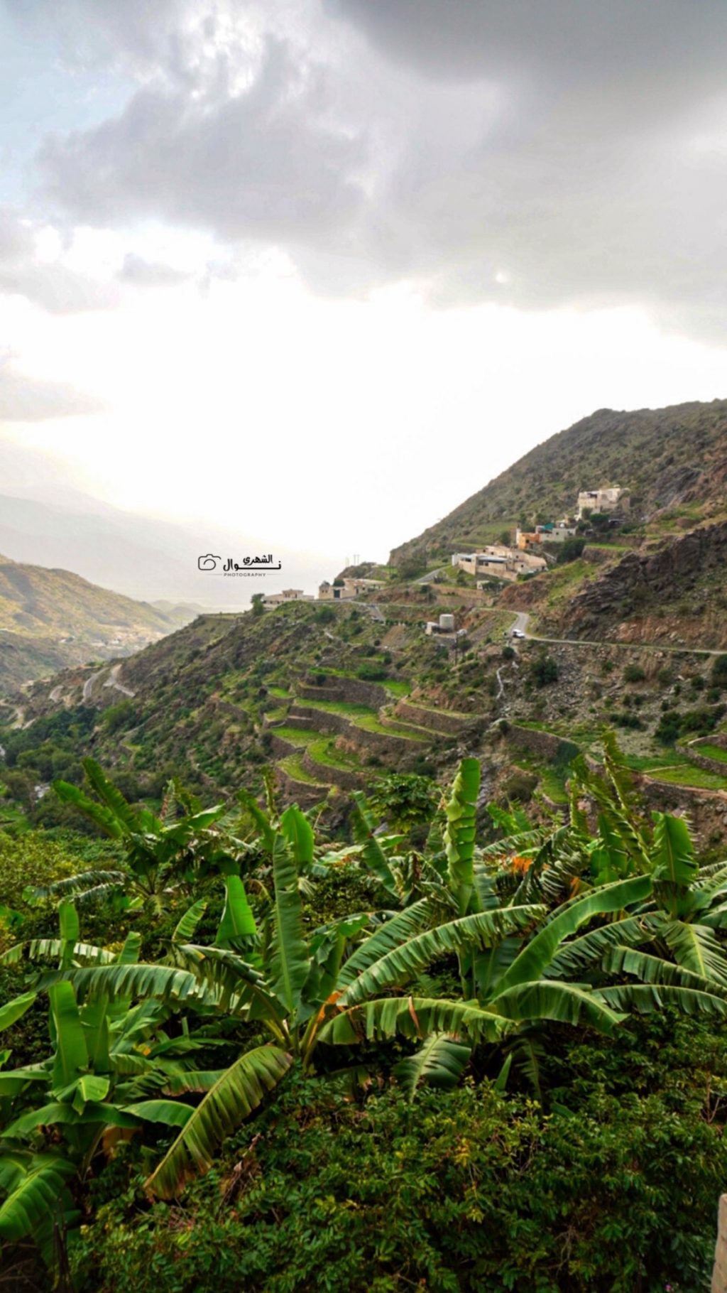 مزارع الموز في وادي الغيل ..تصوير نوال الشهري