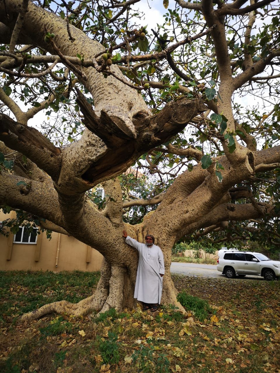 صورة لـ شجرة الرقاع المعمرة في محافظة تنومة