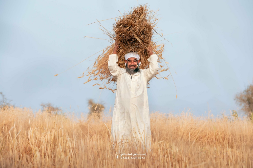 صور من موسم حصاد القمح في ولاية "نزوى" بسلطنة عُمان