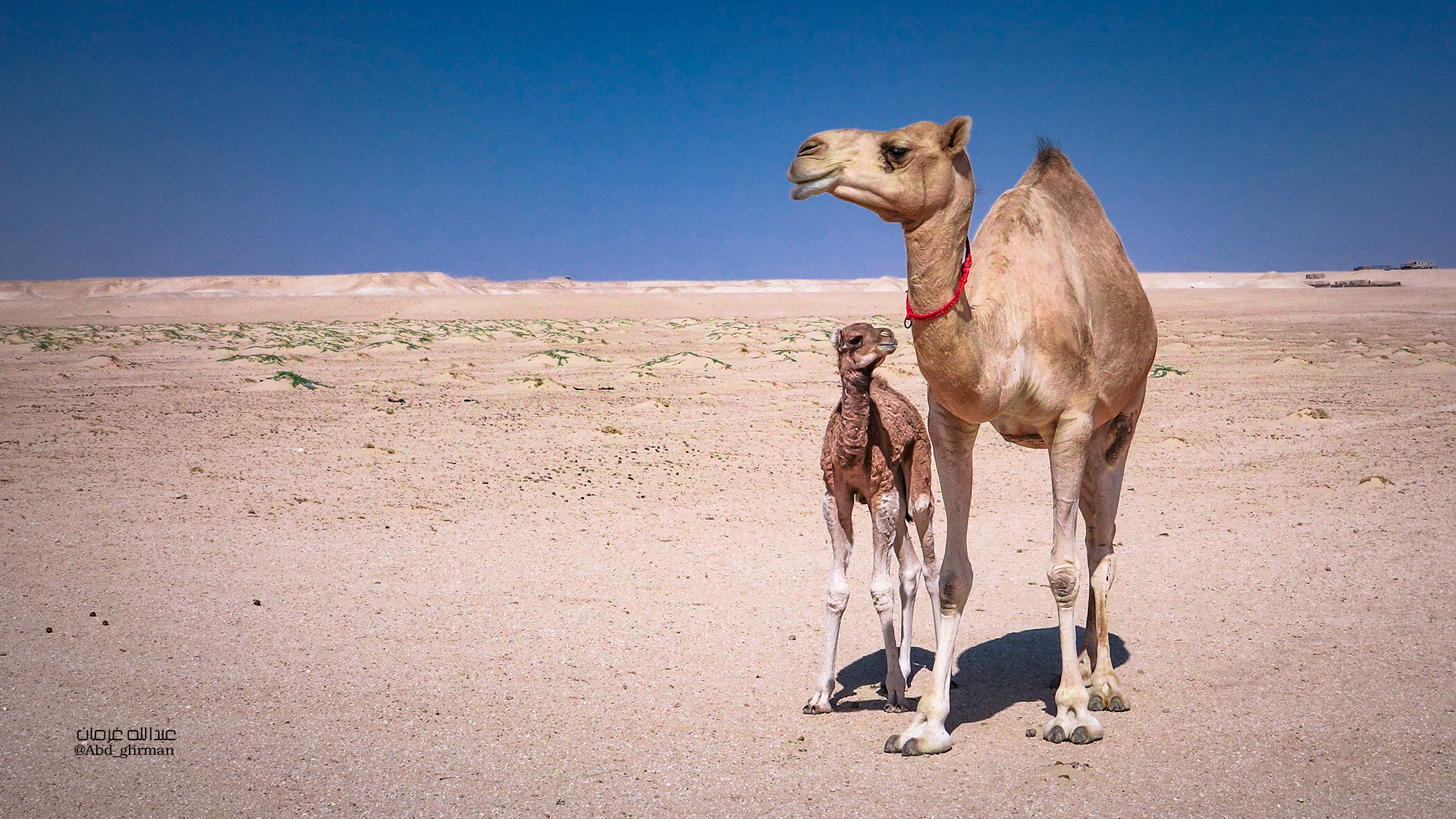 ناقة وصغيرها في صحراء نجد