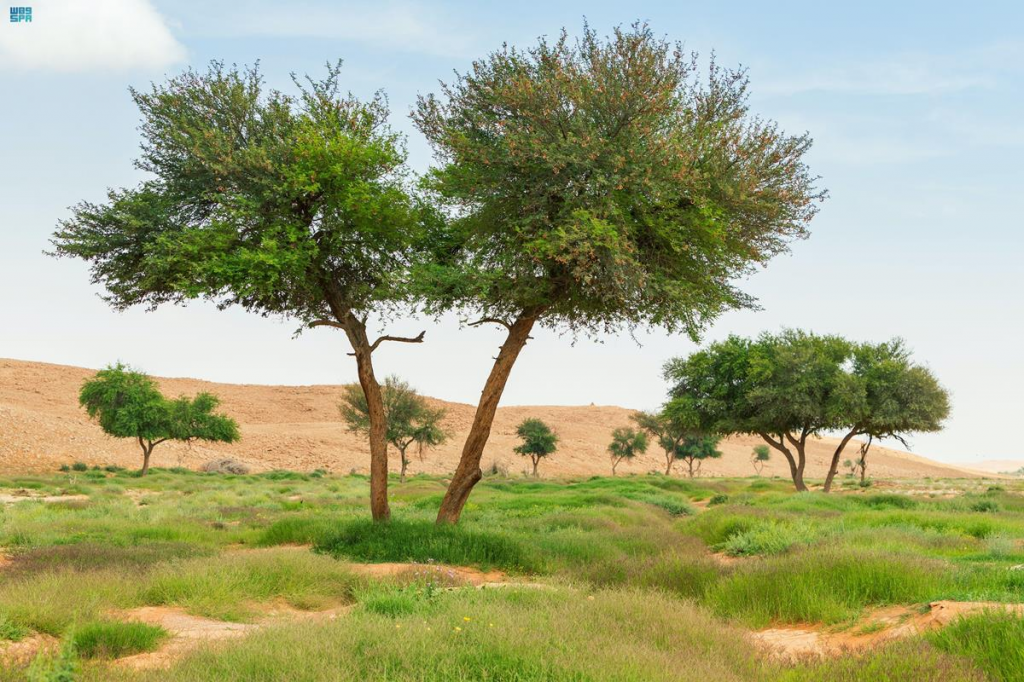 الطبيعة في محمية الإمام عبدالعزيز بن محمد الملكية (واس)