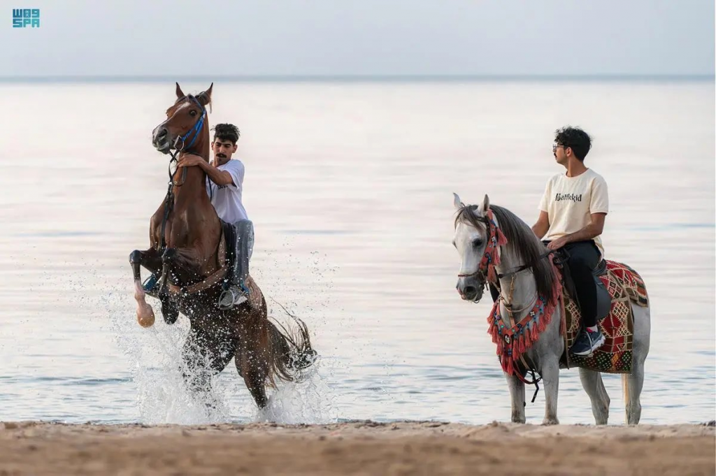 #أملج  يلجؤون الخيالة إلى البحر لتدريب خيولهم والاستمتاع به