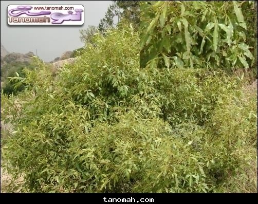 النباتات