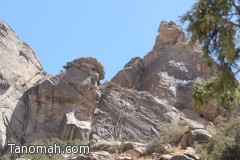 تقرير مصور عن عمل فريق الحماية الفطرية في جبل منعاء  