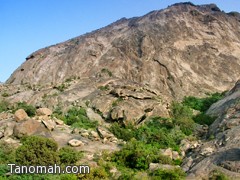 فريق من حماية الحياة الفطرية بمحافظة تنومة