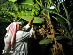 تقرير مصور : مزارع قرية ذي عين التراثية