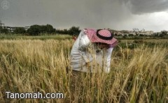 بالصور .. مزارعو الباحة يبدأون " صرام "  القمح والشعير