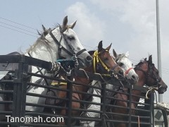 الخيول المشاركة تصل الى محافظة تنومة 