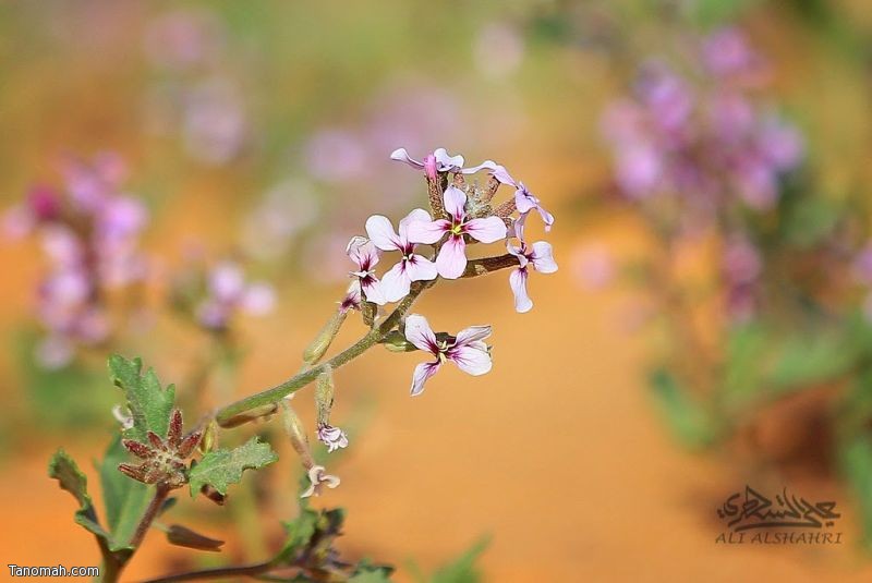 نفح الخزامى من مرابع العمانية