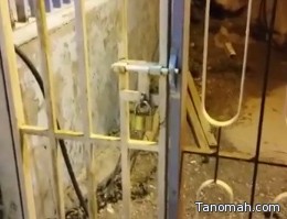 "فيديو " متداول يظهر سياج إحدى الحدائق العامة بتنومة "مكهرب" "فيديو " متداول يظهر سياج إحدى الحدائق العامة بتنومة "مكهرب"