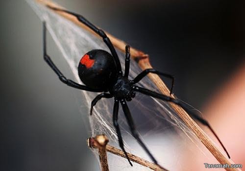 طالب بكلية تنومة يحذر من عنكبوت "الأرملة السوداء" الشديدة السمية