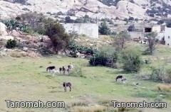 مواطنون يطالبون بعملية جمع "الحيوانات السائبة"