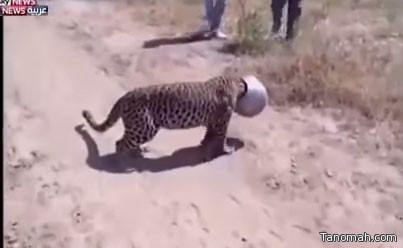 بالفيديو: رأس نمر تعلق في "إناء" بسبب العطش