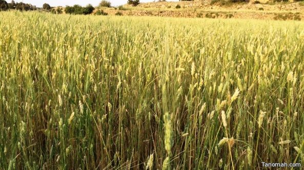 المزارعون في شمال عسير يستعدون لحصد حقول القمح
