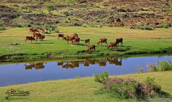 (وادي ترجس) تقرير مصور يحكي جمال الطبيعة في تنومة الزهراء{{عيدية لصحيفة تنومة}}