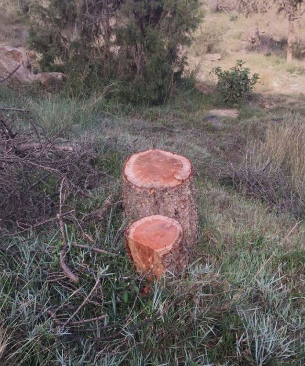 قطع أكثر من 30 شجرة في منتزه بـ #تنومة و #الهزاني يوجه بالتوصل الى الفاعل