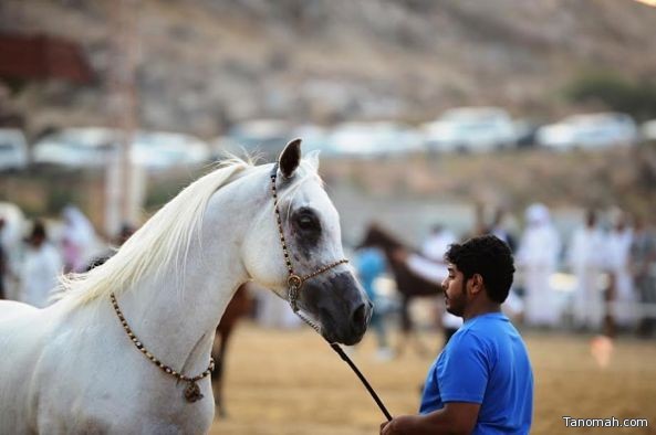 الأشقر ينتزع جائزة مهرجان أبها لجمال الخيال