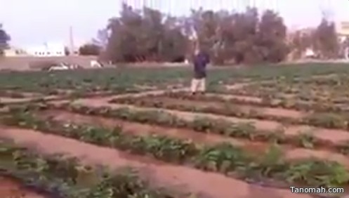 #شاهد مهندس زراعي يكشف عمالة تسرف في رش المبيدات الحشرية الخطرة
