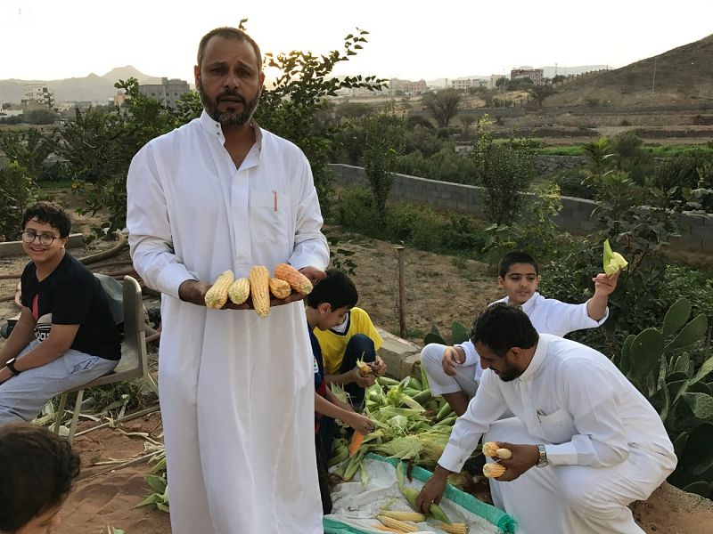 موسم زراعة وحصاد محصول الذرة بظهران الجنوب