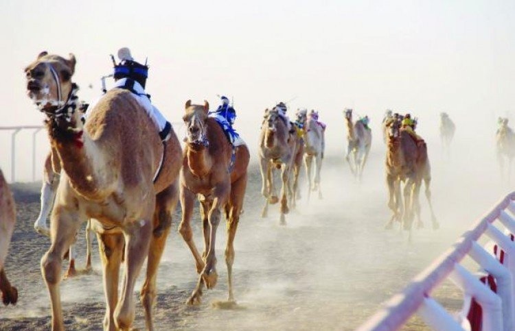 أكثر من 95 مليون ريال جوائز سباقات الهجن في مهرجان الملك عبد العزيز للإبل
