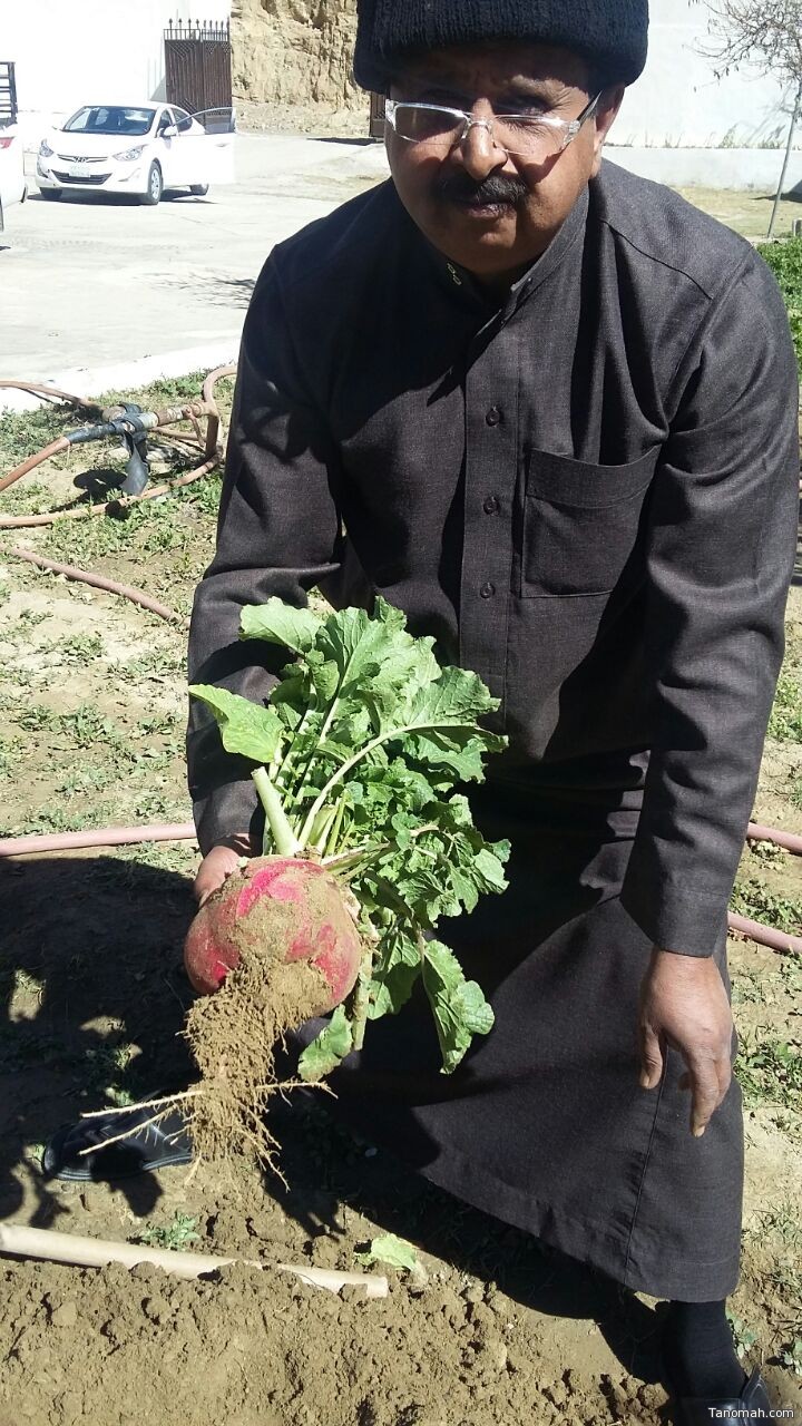 مزرعة في #تنومة تُفاجئ صاحبها بأحجام كبيرة ونادرة من ثمار "الفجل"