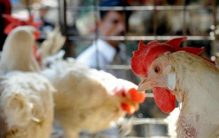 «البيئة»: لا إصابات جديدة بإنفلونزا الطيور «H5N8»