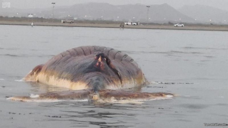 "البيئة": نفوق حيوان بحري من نوع الحوت الأحدب في شاطئ القحمة