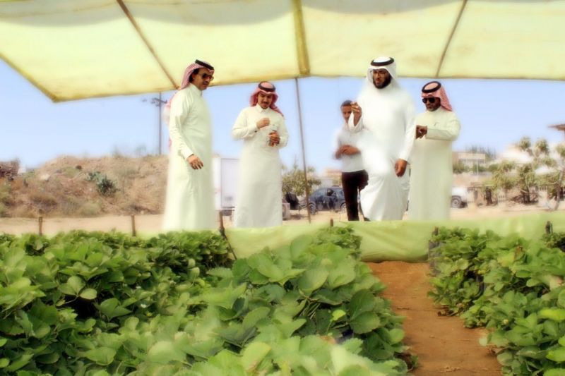 العمرة يقف على أول مزرعة سياحية للفراولة بمنطقة عسير