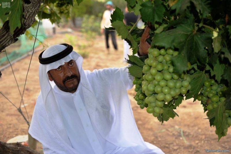 موسم الفاكهة الصيفية ينعش الإنتاج الزراعي في منطقة عسير موسم الفاكهة الصيفية ينعش الإنتاج الزراعي في منطقة عسير