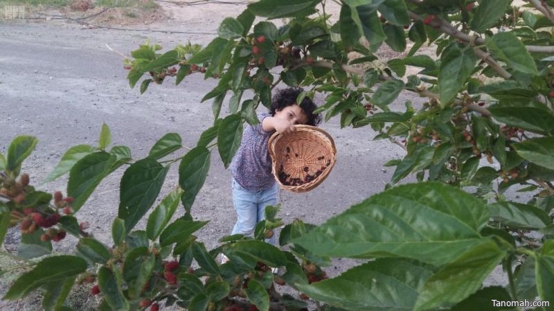 مطالع وأسماء النجوم وأوقات الزراعة بظهران الجنوب